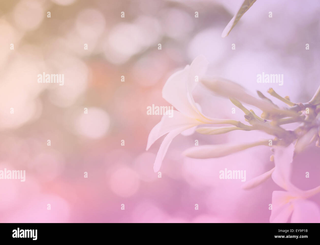 Dulce flor de color con luz bokeh y fondo desenfocado Foto de stock