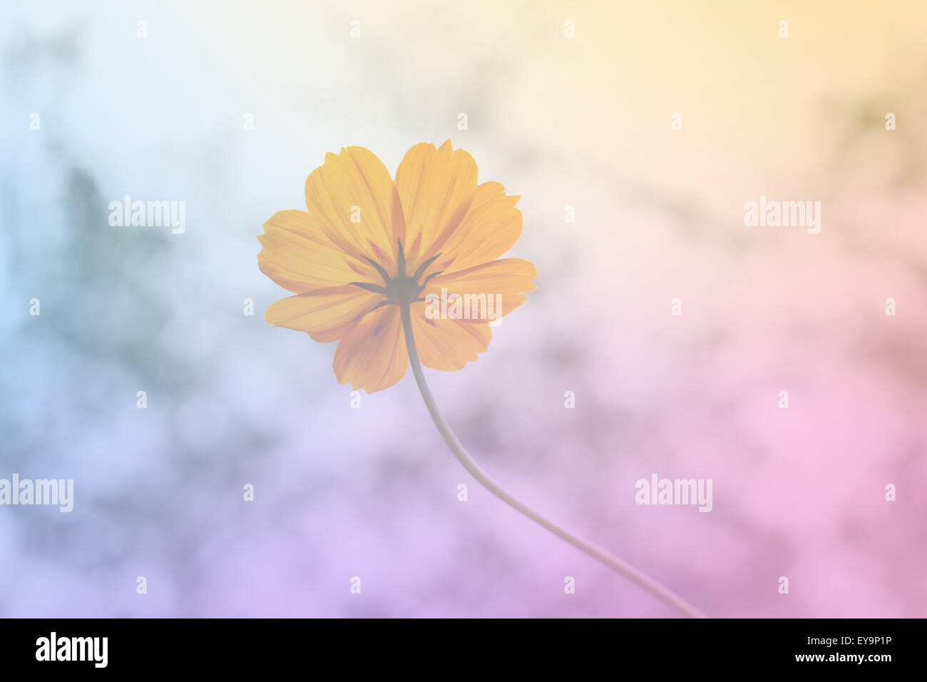 Dulce flor de color con luz bokeh y fondo desenfocado Foto de stock