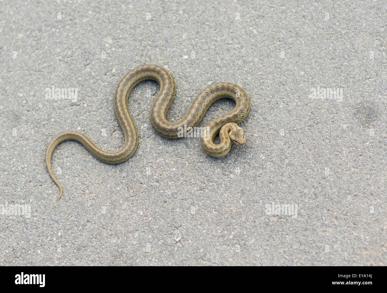 Cold-blooded viper está calentando cuerpo sobre un asfalto otoñal Foto de stock