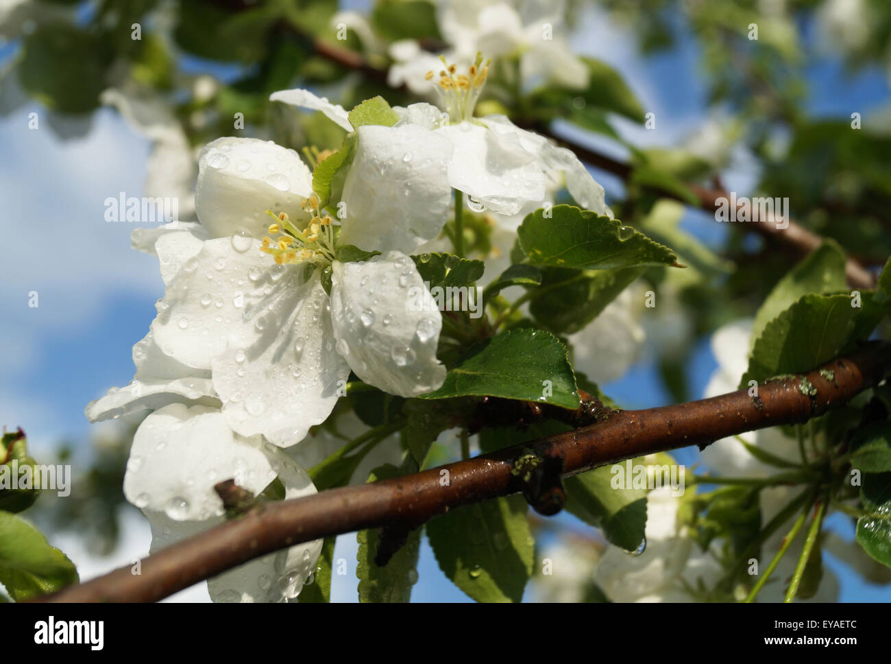 Flor de aple árboles en el jardín con una gota de agua en lavados antecedentes Foto de stock