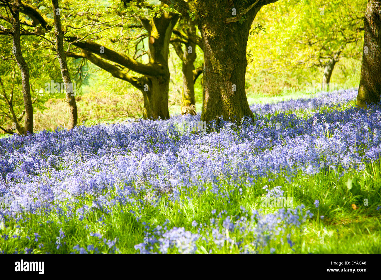 Las campánulas azules, Hyacinthoides non-scripta, florece en bosques caducifolios en Martinsell Hill, Pewsey, Wiltshire, Inglaterra, Reino Unido. Foto de stock