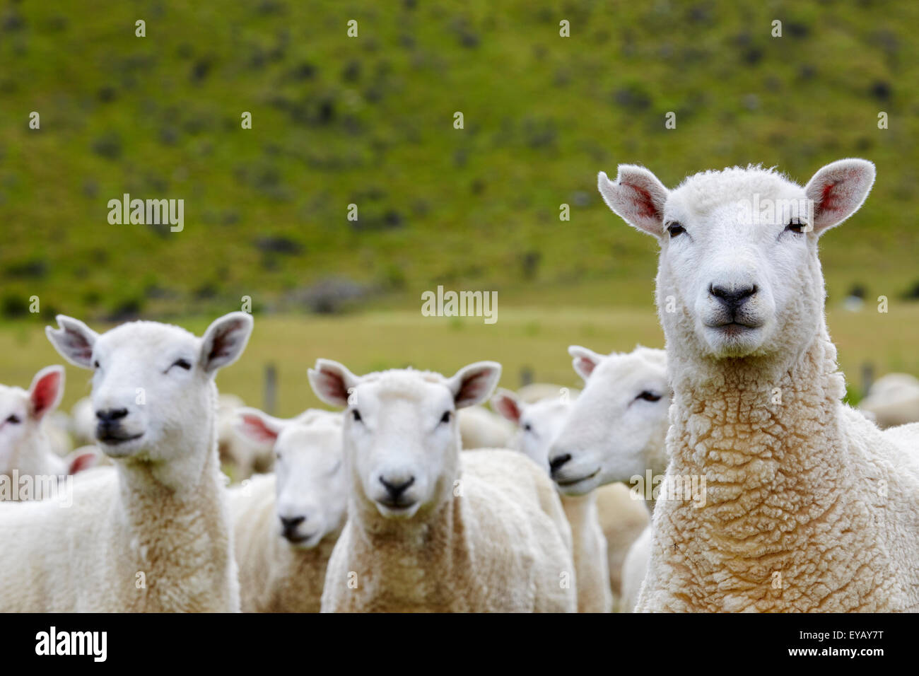 Granja de ovejas, Nueva Zelanda Foto de stock