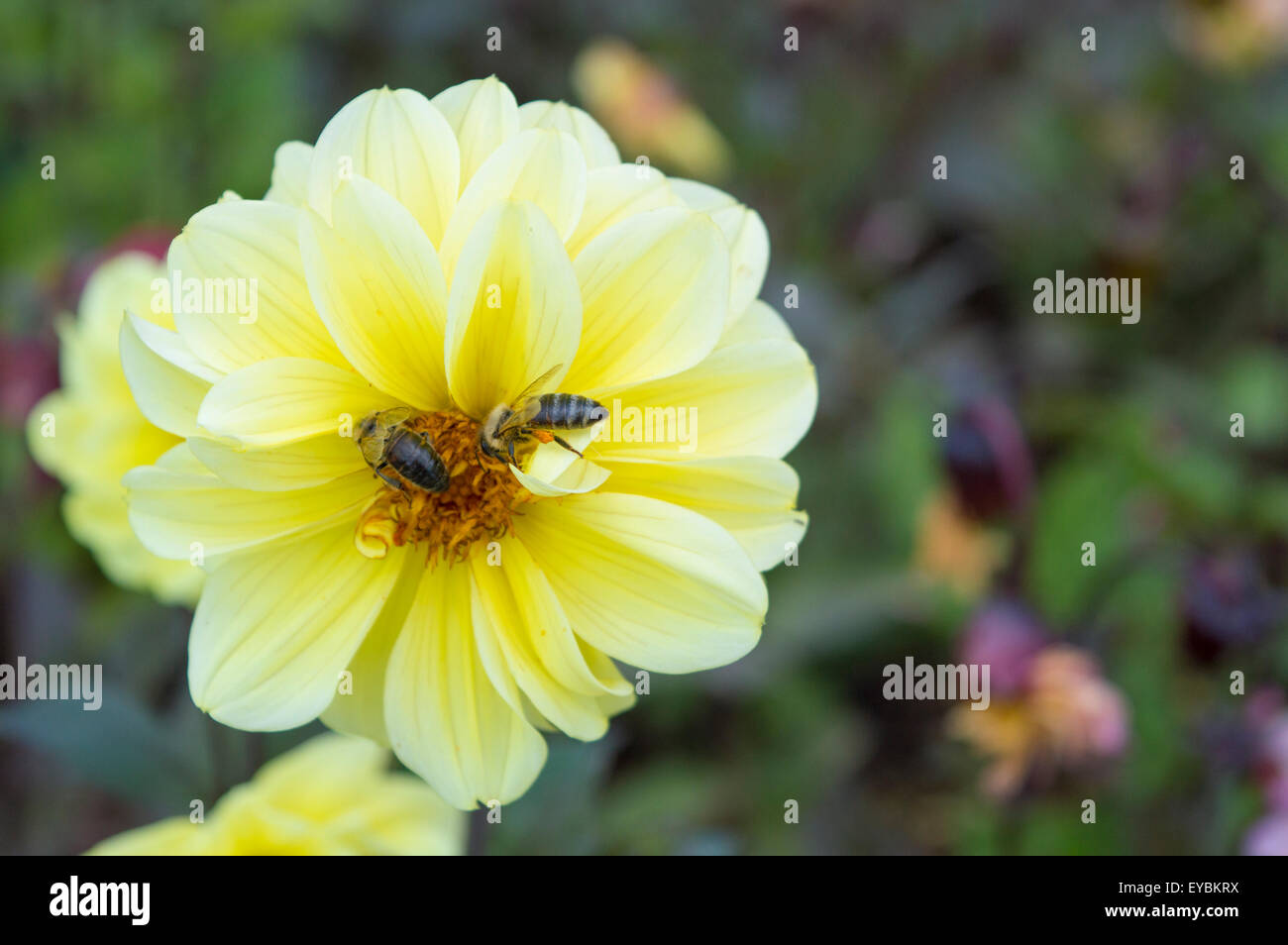 Hermosa flor amarilla con una abeja recogiendo el néctar de las flores Foto de stock