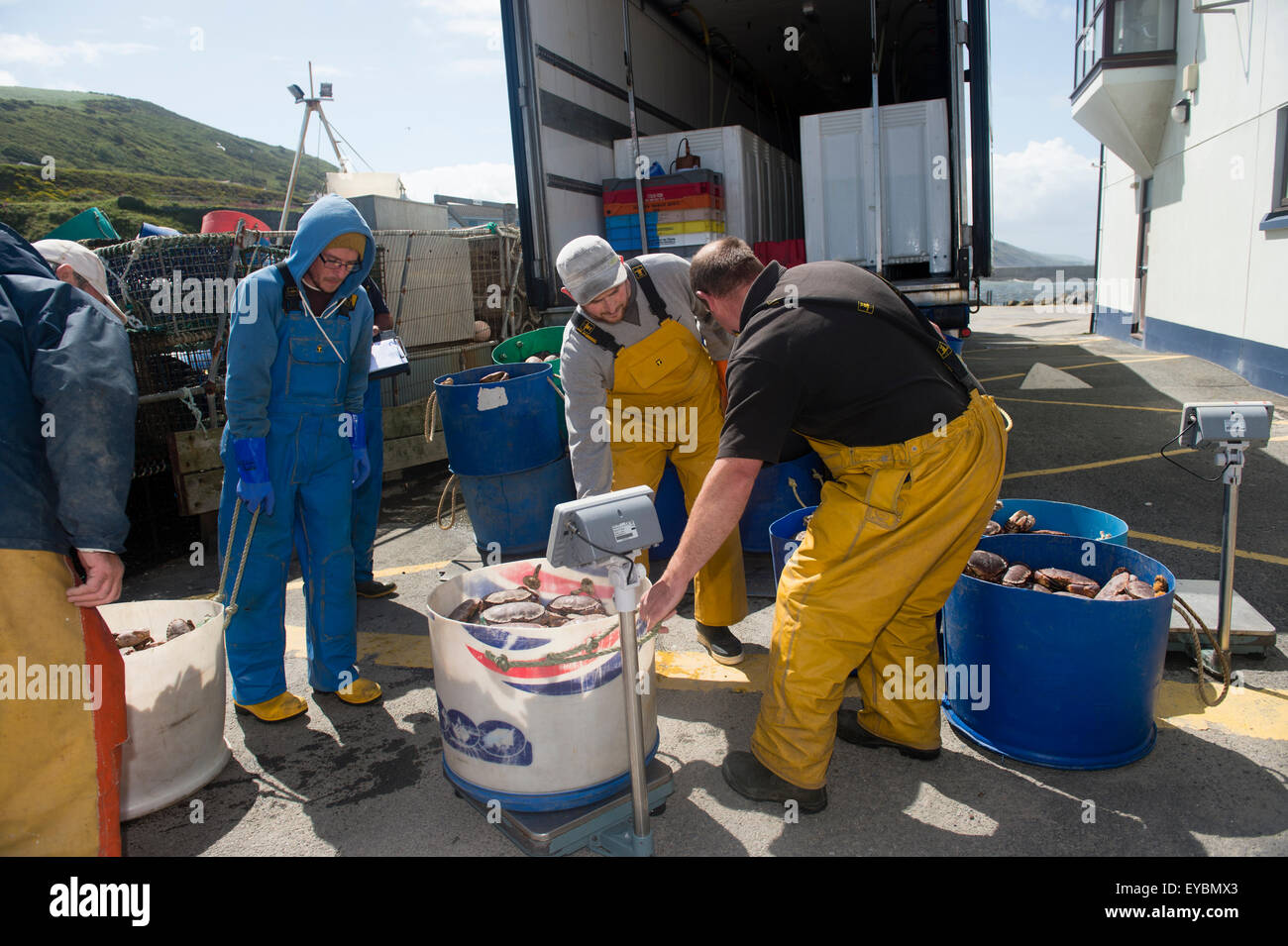 La pesca de bajura en Aberystwyth: los pescadores con sus capturas  semanales de Cardigan Bay cangrejo y langosta pesado por un distribuidor  antes de ser cargado en un camión para exportar a