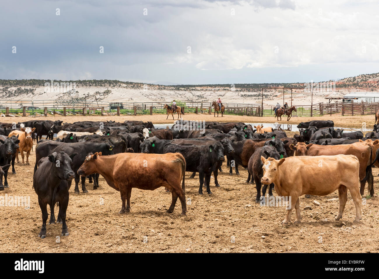 Rancho ganadero y vaqueros, Utah Foto de stock