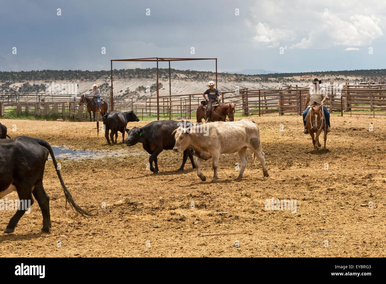 Rancho ganadero y vaqueros, Utah Foto de stock