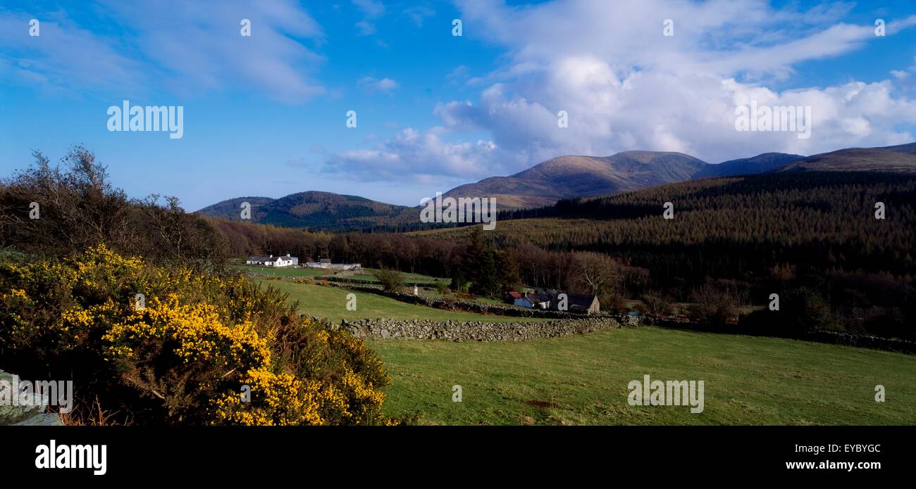 Farm, cerca de la montaña Tullymore Bosque, Montañas de Mourne, Co Down, Irlanda Foto de stock