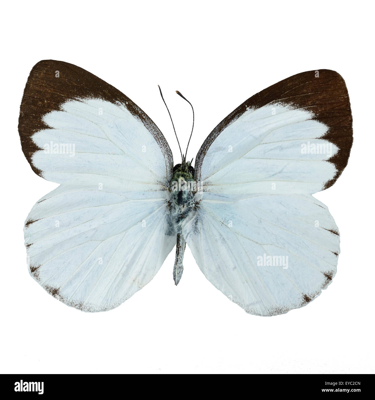 Blanco y marrón, Delias butterfly butterfly (Delias belisama) aislado sobre fondo blanco. Foto de stock