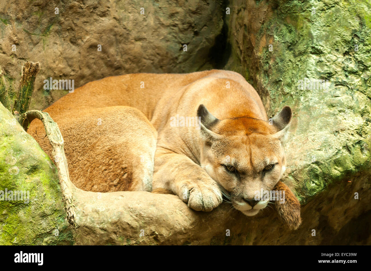 El puma (Puma concolor), el Puma en La Paz Waterfall Gardens, Costa Rica Foto de stock