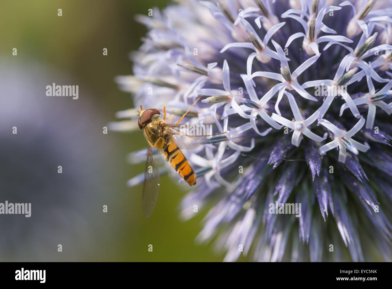 Episyrphus engañando a sus depredadores y engañando a ellos en su pensamiento una abeja el hoverfly rayas se asemeja a las avispas y abejas Foto de stock