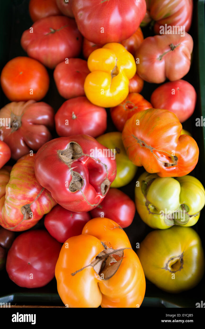 Variedades de tomate en Kensington granero alimentario New Hampshire EE.UU. Foto de stock