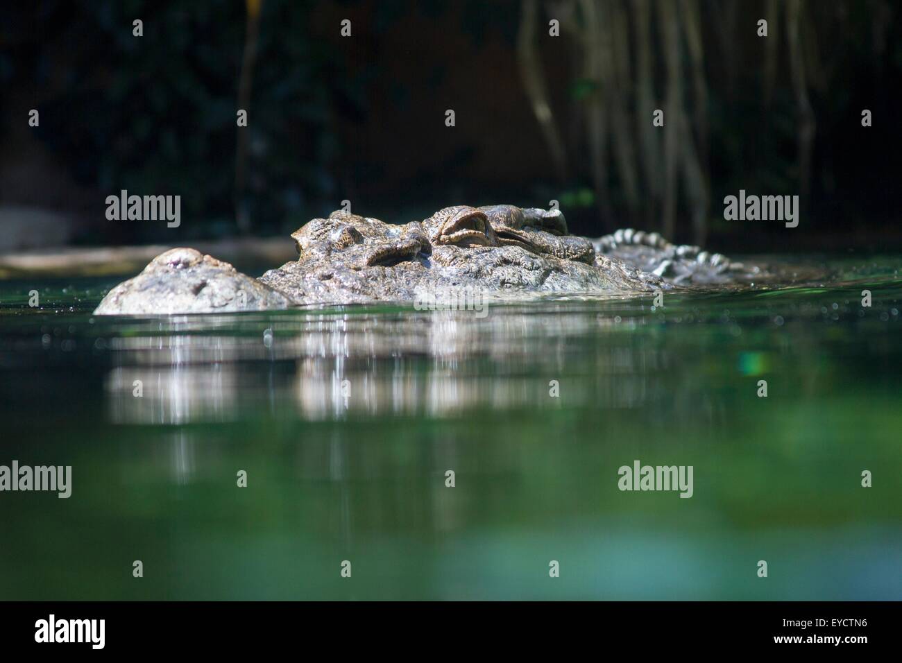 El cocodrilo de agua salada en agua, el nivel de superficie ver Foto de stock
