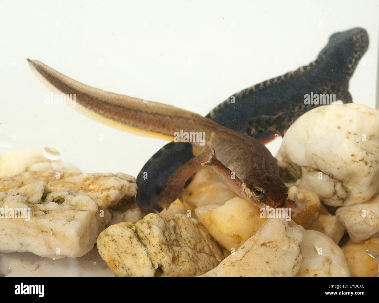 Bergmolch; Ichthyosaura; Maennchen, Weibchen Foto de stock