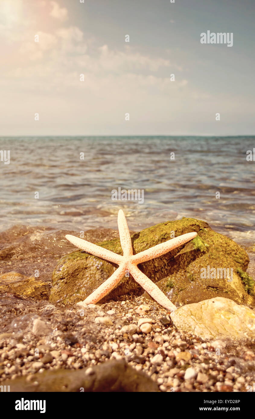 Estrella de mar sobre la playa. Profundidad de campo. Foto de stock