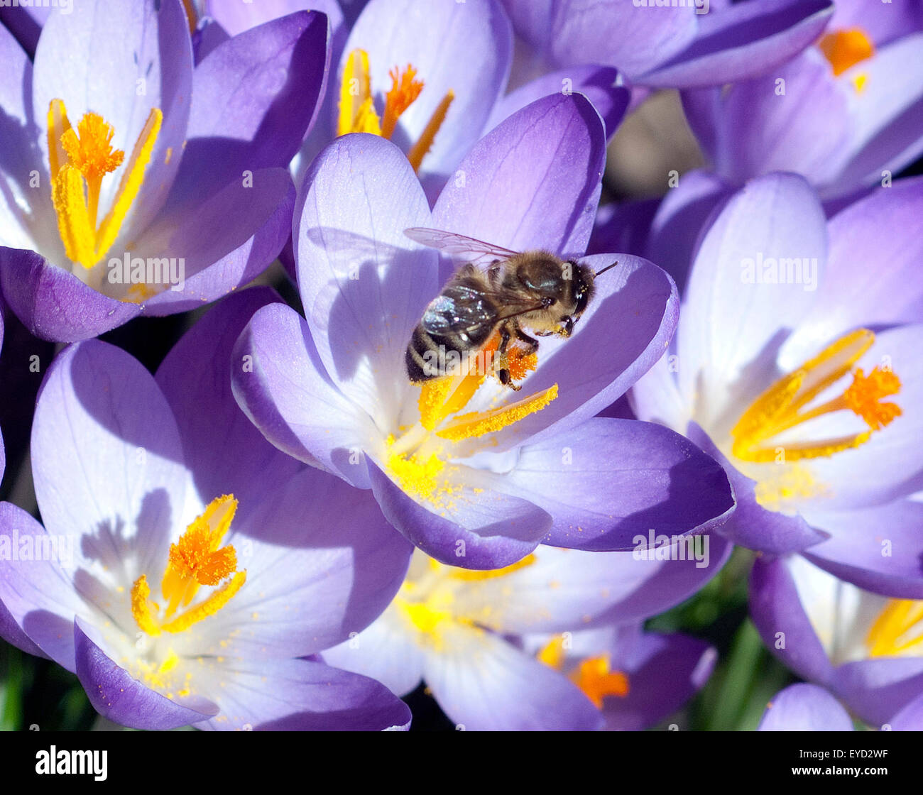 Biene Pollenhoeschen Krokus,;;; Apis mellifera; Foto de stock