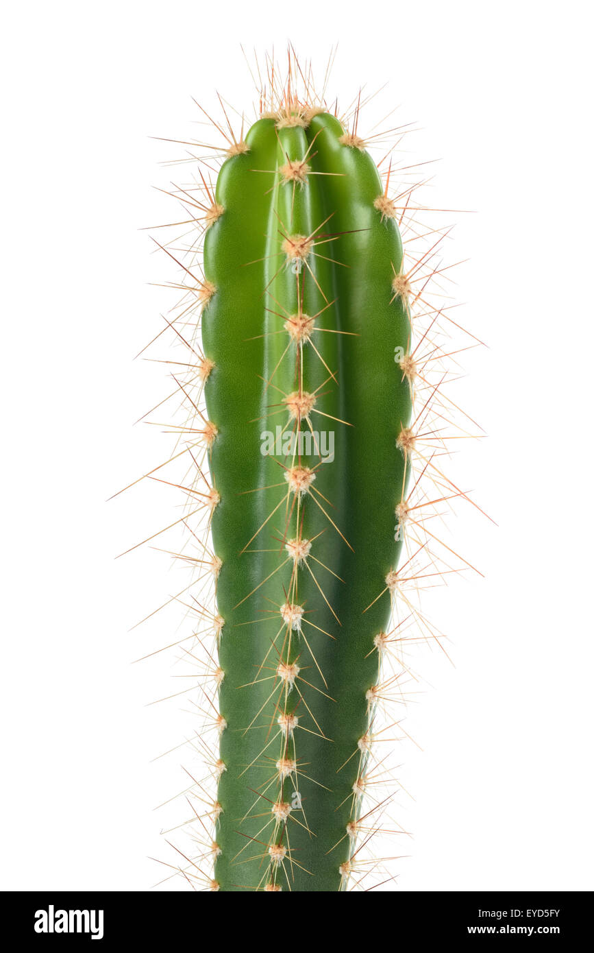 Rama de cactus fotografías e imágenes de alta resolución - Alamy