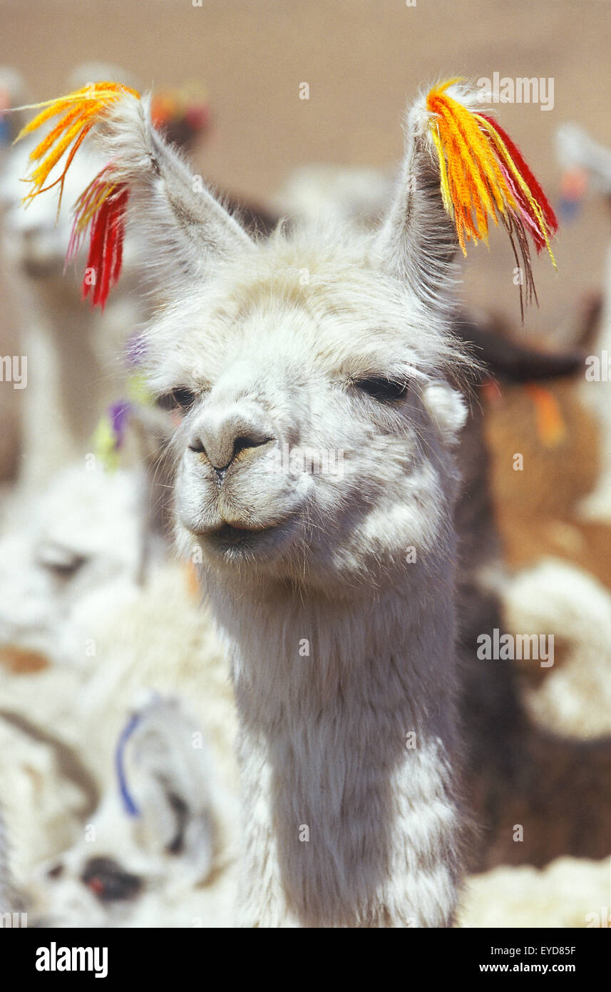 Llama, close-up, Bolivia, América del Sur Foto de stock