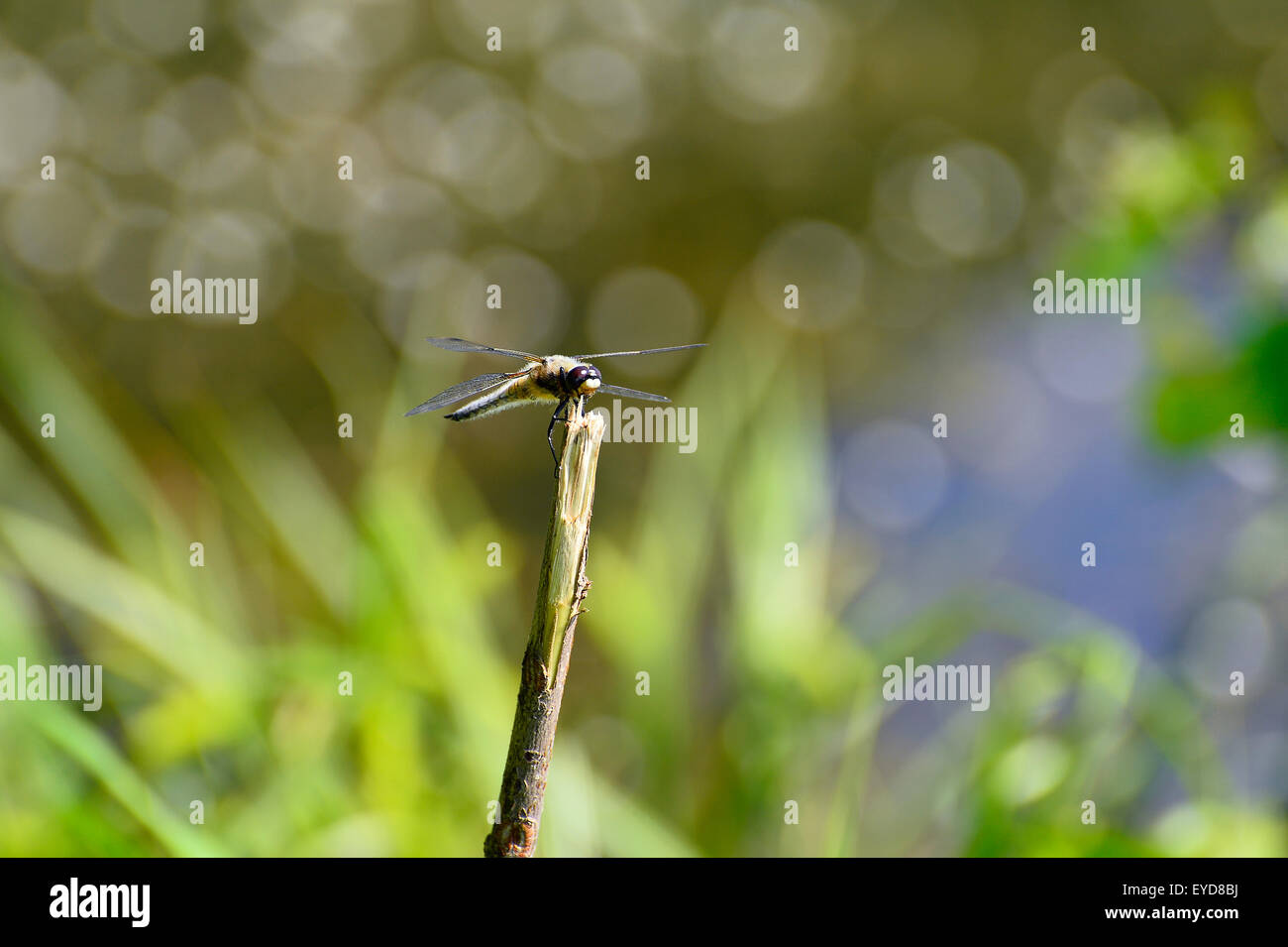 Dragonfly cerca sentado en una rama por encima del agua. Tipo de Libellula depresión. Foto de stock