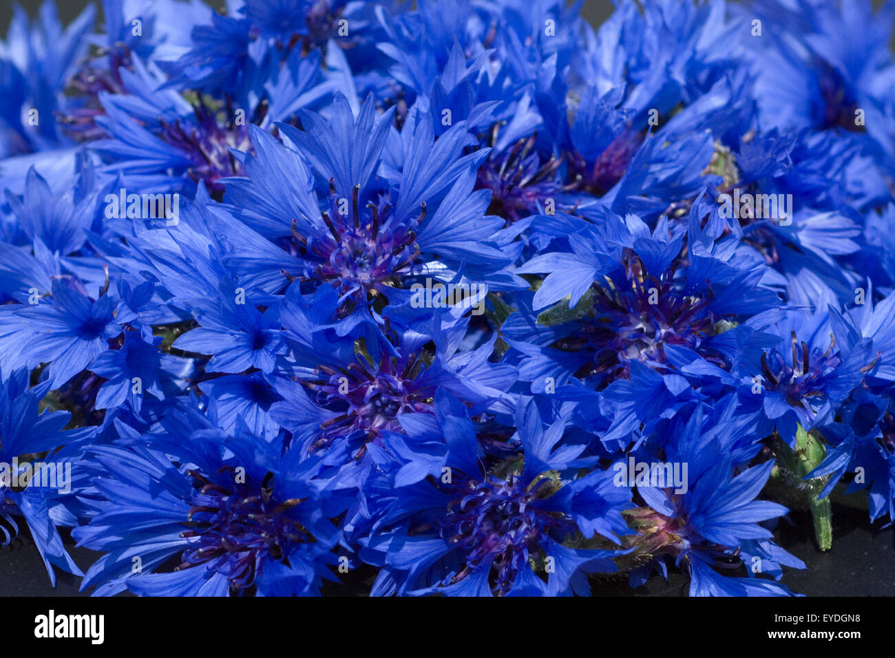 Centaurea cyanus Kornblume;;;; Kornblumen Ackerpflanzen, Foto de stock