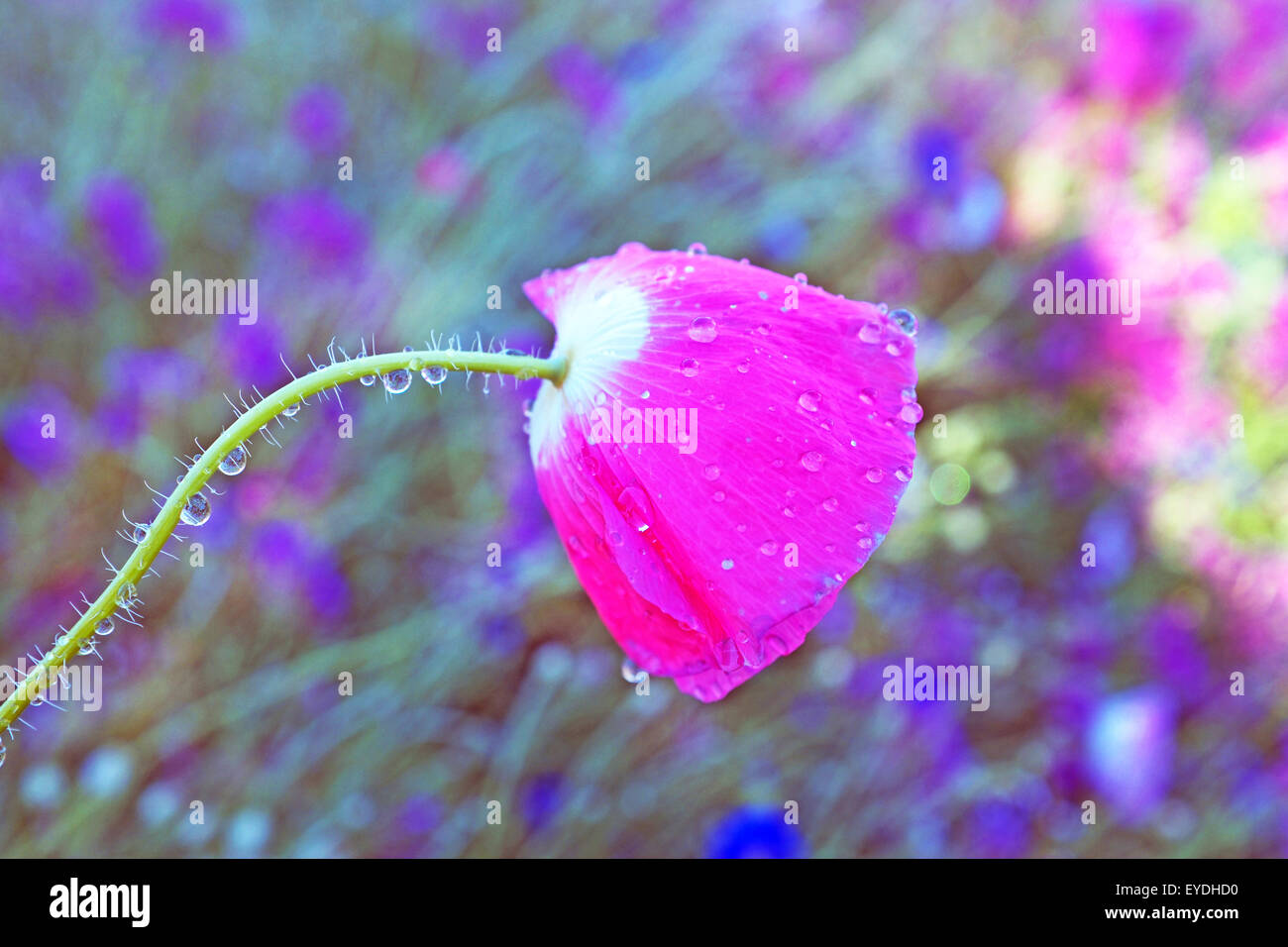 Gotas de agua sobre una rosa de amapola en un jardín urbano Foto de stock