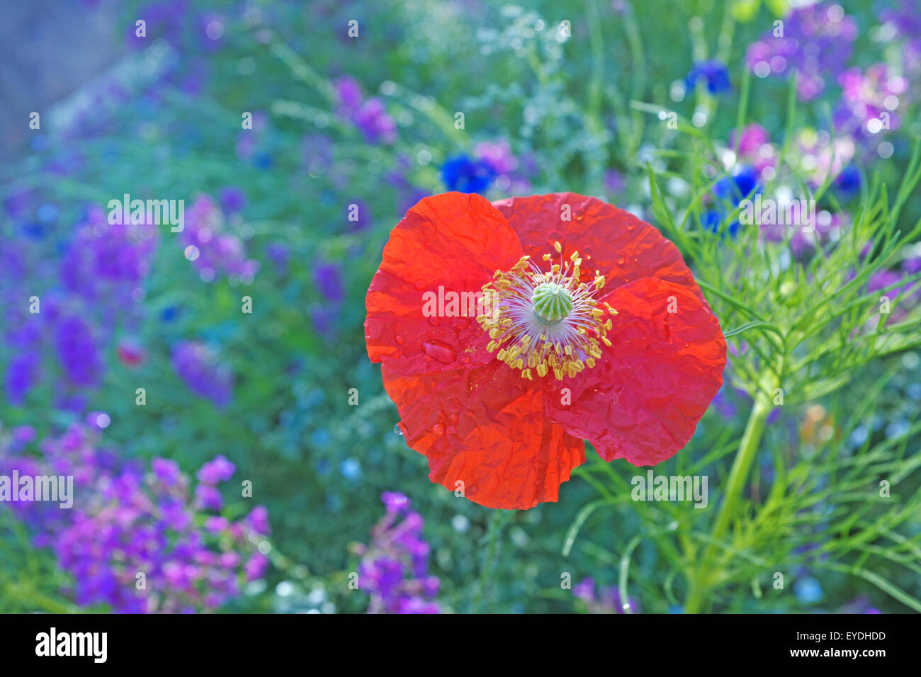 El sexo masculino y femenino partes de una flor de amapola en un jardín  Fotografía de stock - Alamy