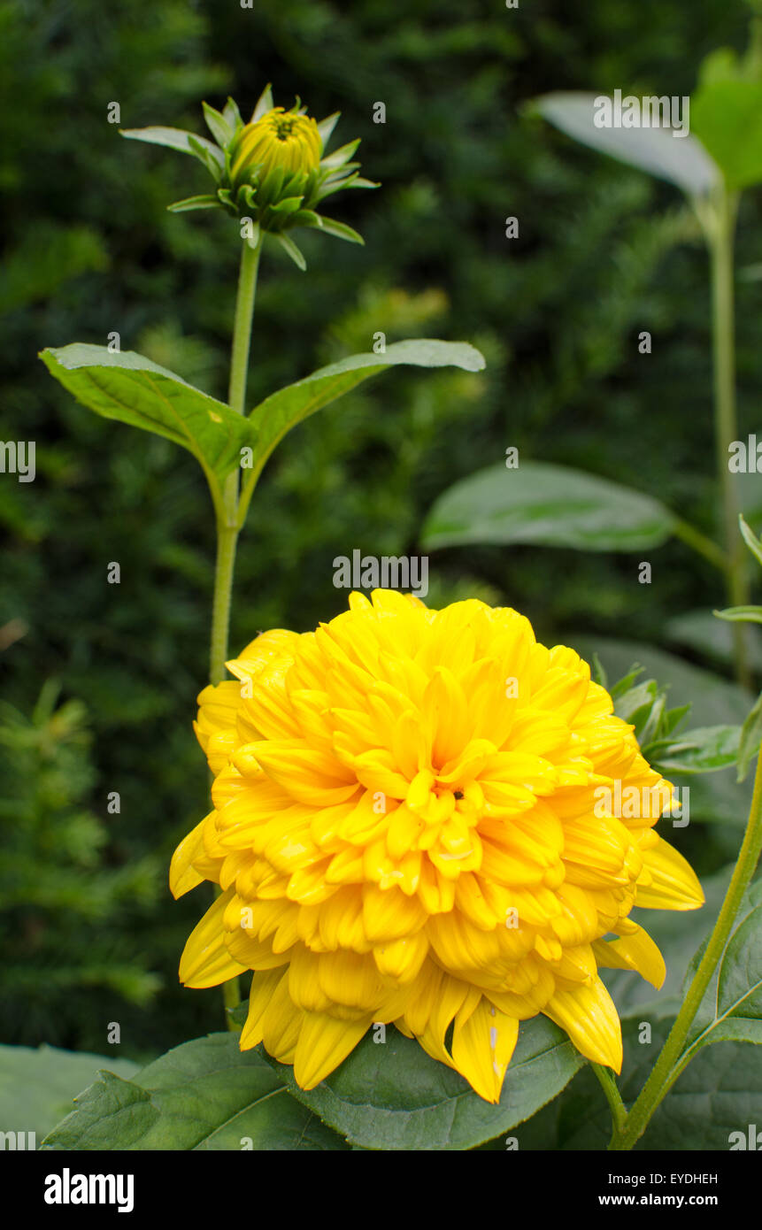 Flor de dalia amarilla fotografías e imágenes de alta resolución - Alamy