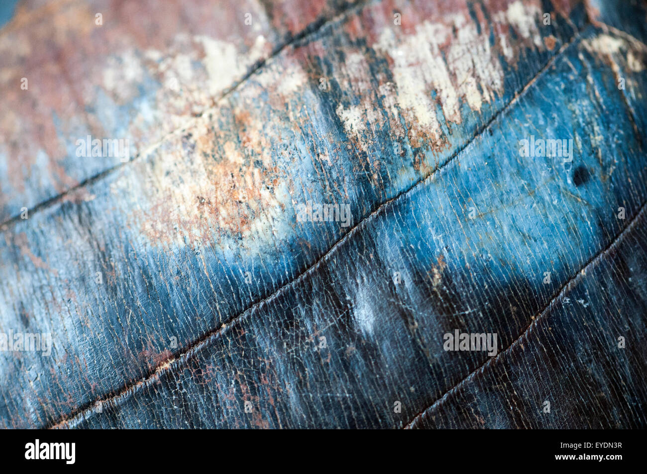 Macro Fotografía de rayo de águila fosilizados boca pavimento/placa de los  dientes Fotografía de stock - Alamy