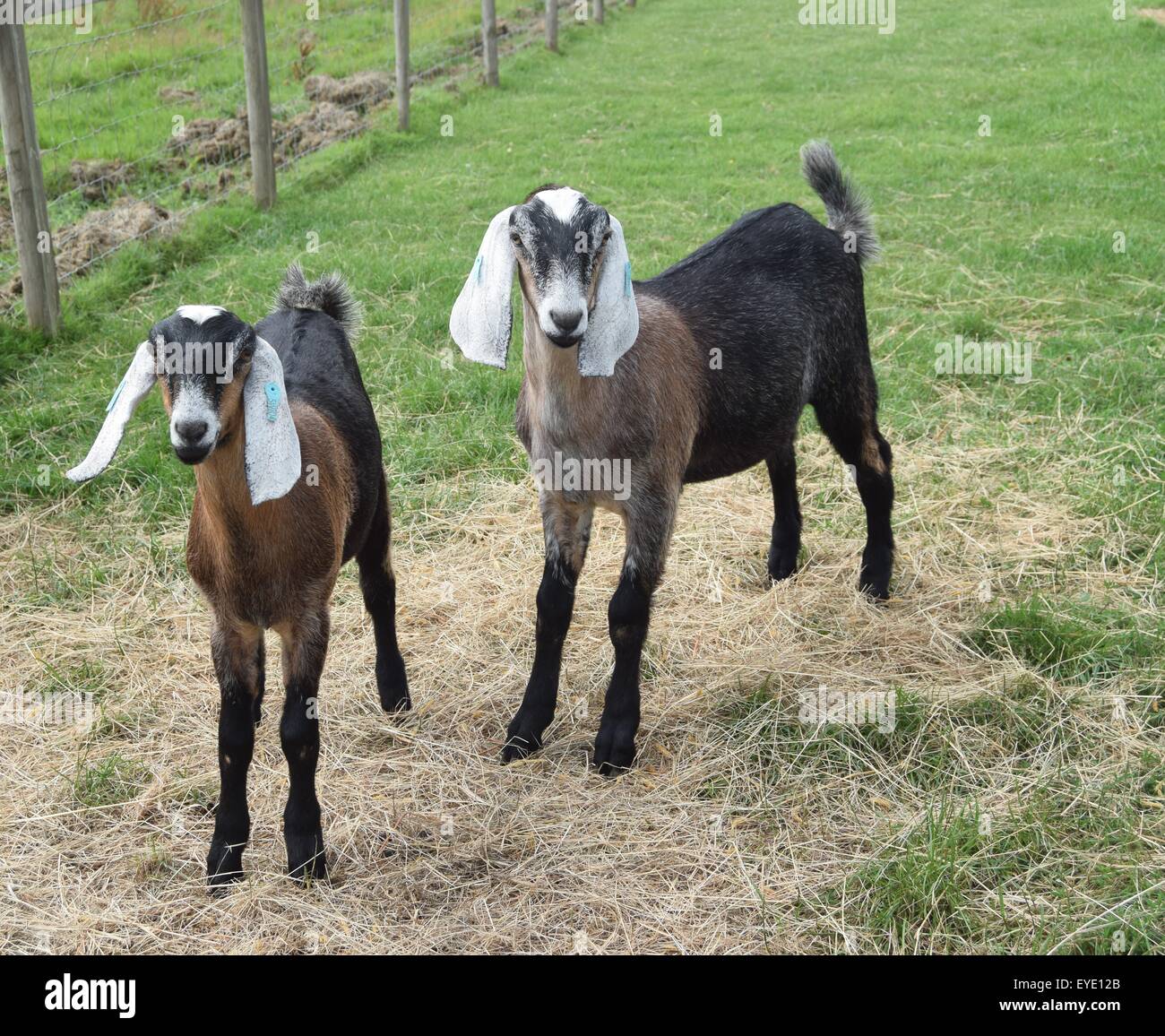 Anglo Nubian cabra kids en una granja de Sussex Foto de stock