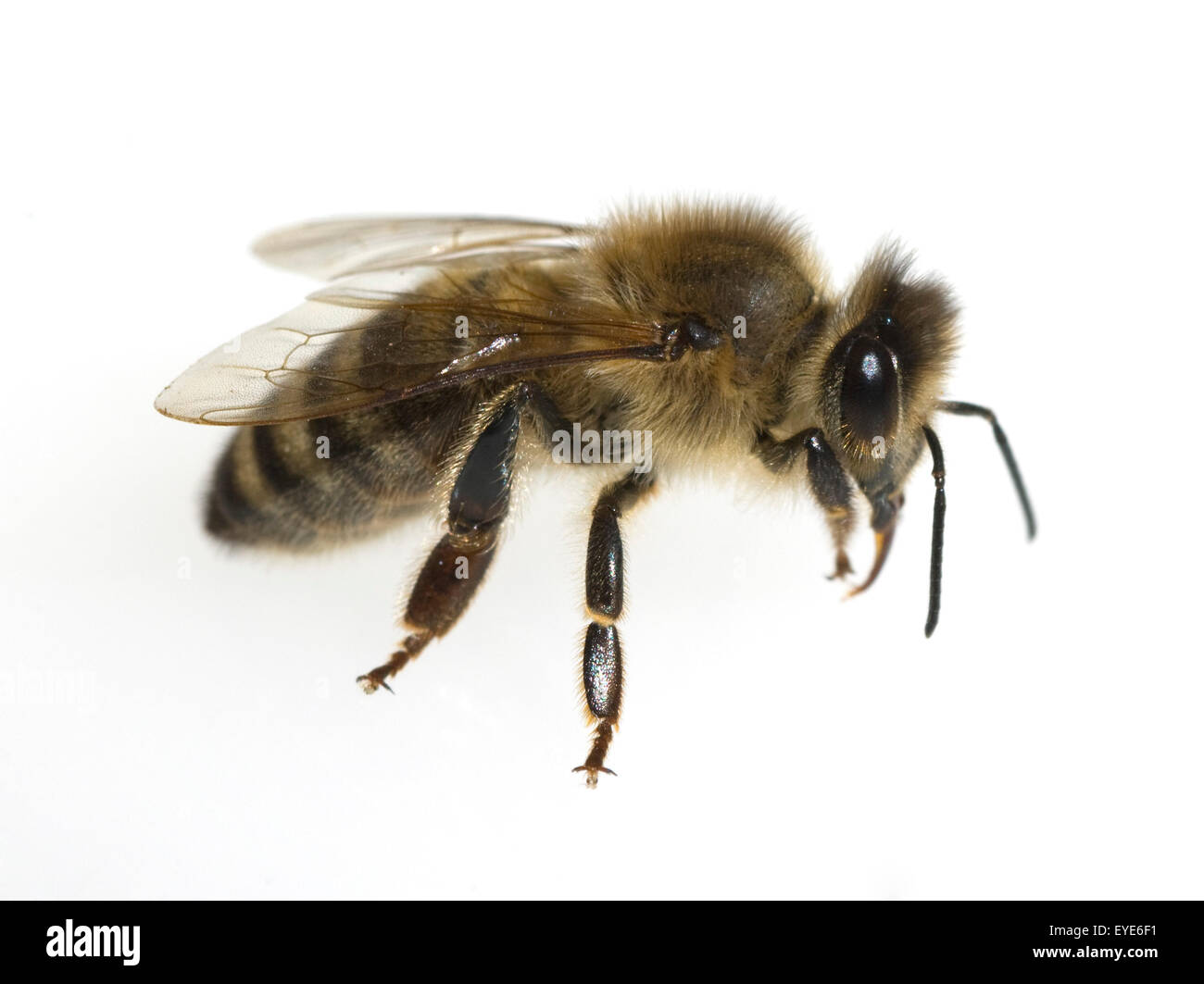 Biene; Apis mellifera; Insekt Honigbiene Foto de stock