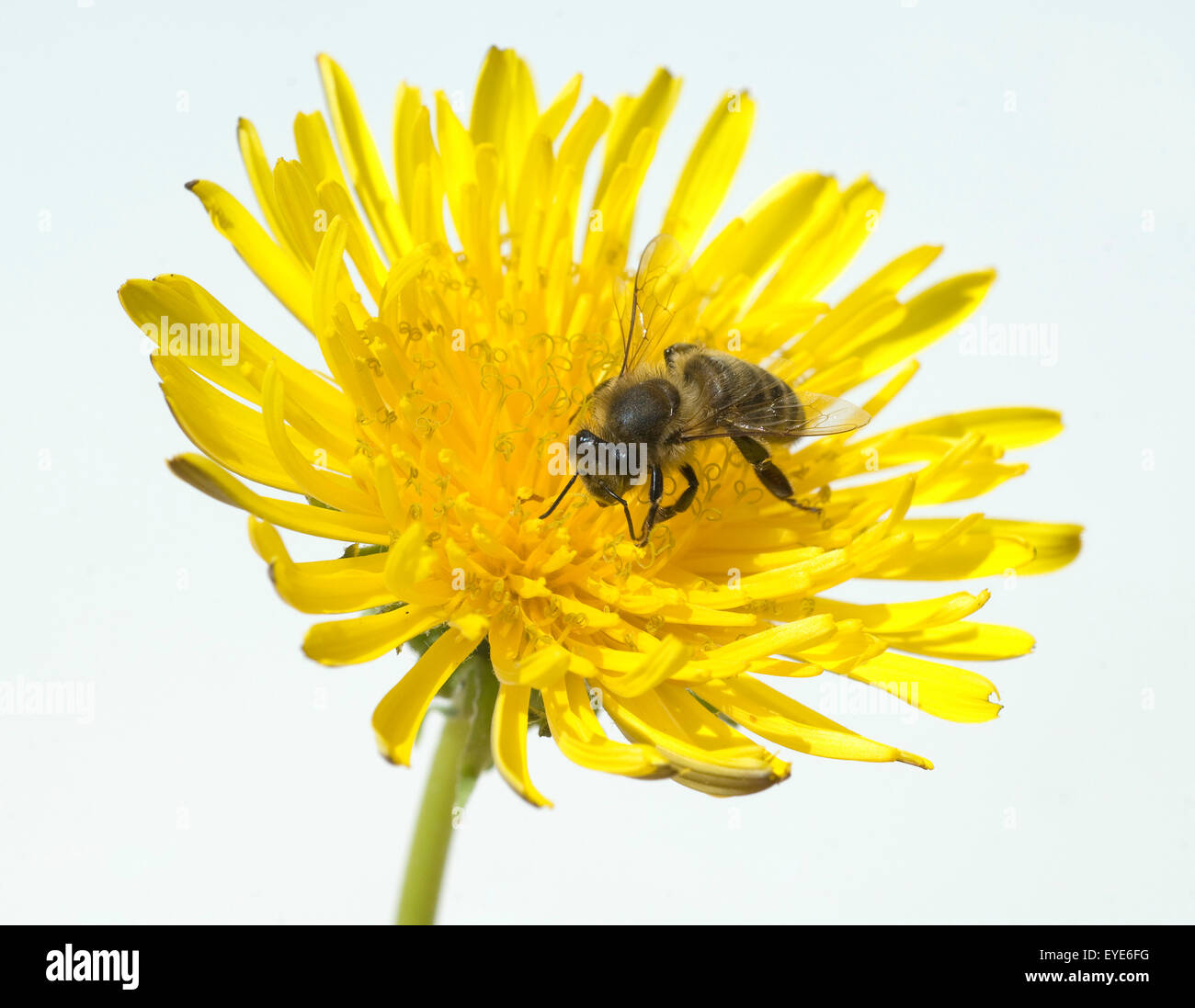 Biene; Loewenzahn; Taraxacum officinale; Wiesenpflanze,, Foto de stock