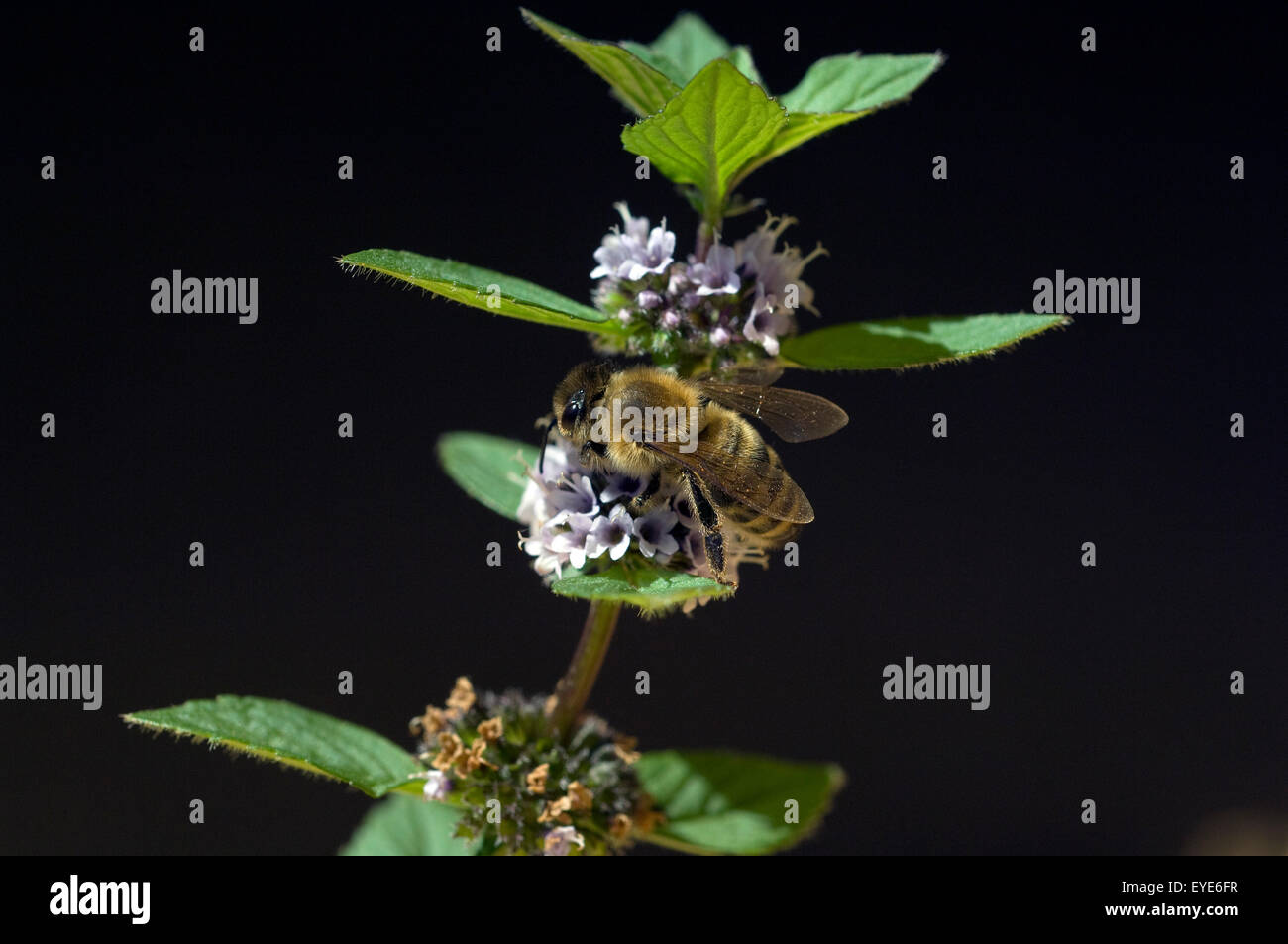 Biene; Apis mellifera,;;; Pfefferminze Honigbiene Insekt, Mentha piperita, Foto de stock