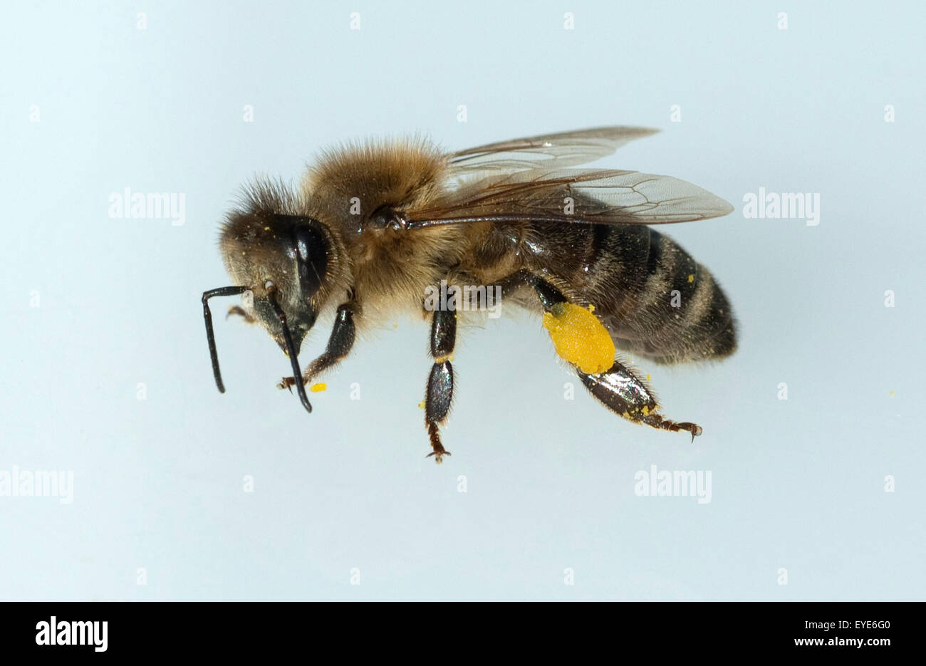 Biene; Pollenhoeschen, Foto de stock