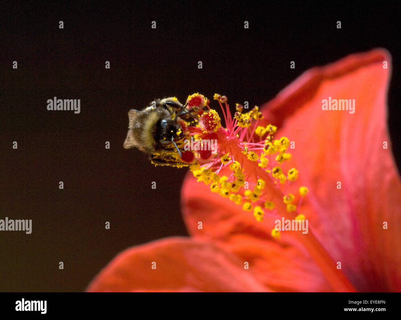 Hibiskus; Erdhummel, Bombus terrestris Hummeln,,, Foto de stock