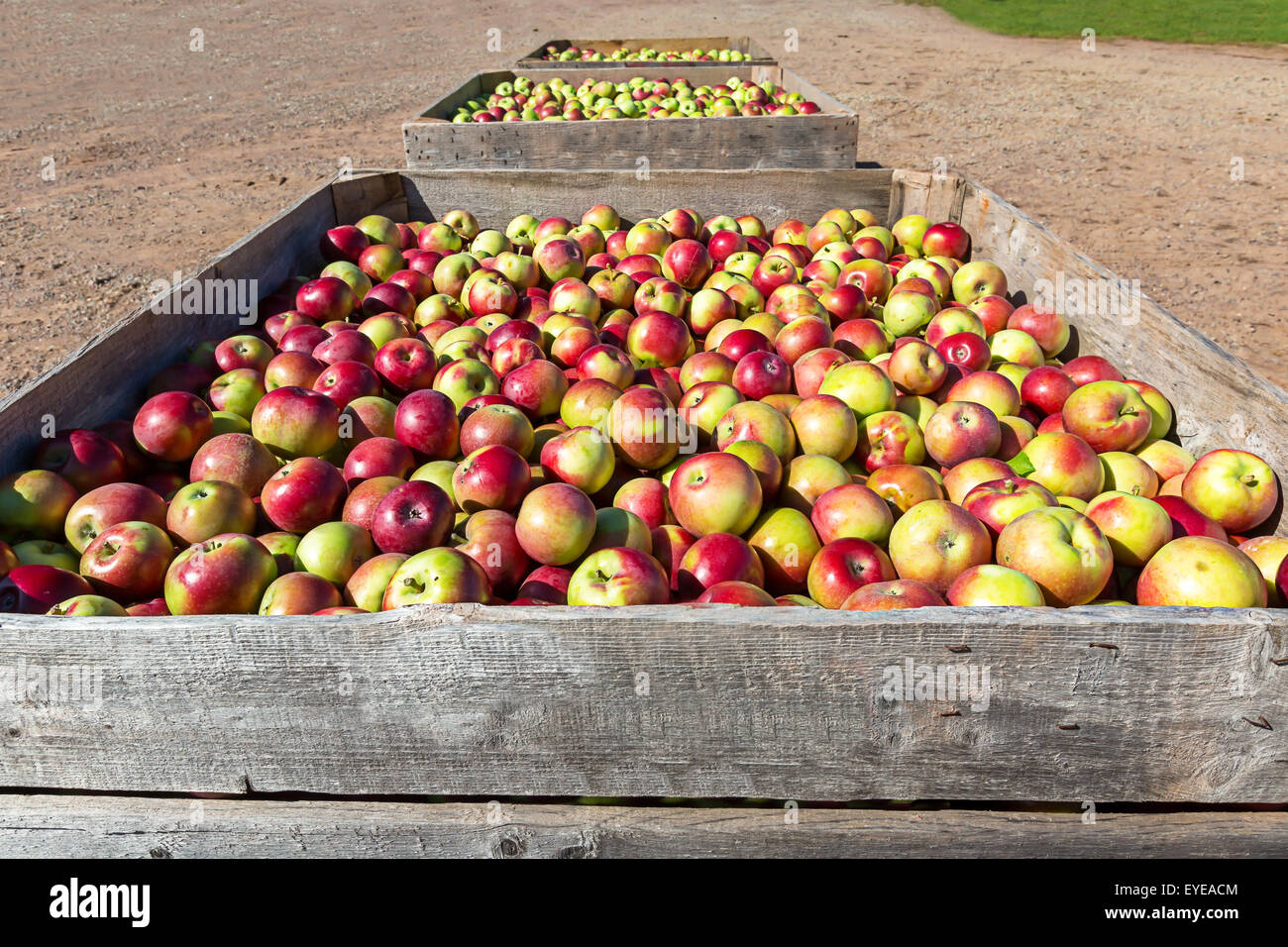 https://c8.alamy.com/compes/eyeacm/la-cosecha-de-manzana-recogidos-frescos-en-bandejas-de-madera-en-la-granja-eyeacm.jpg