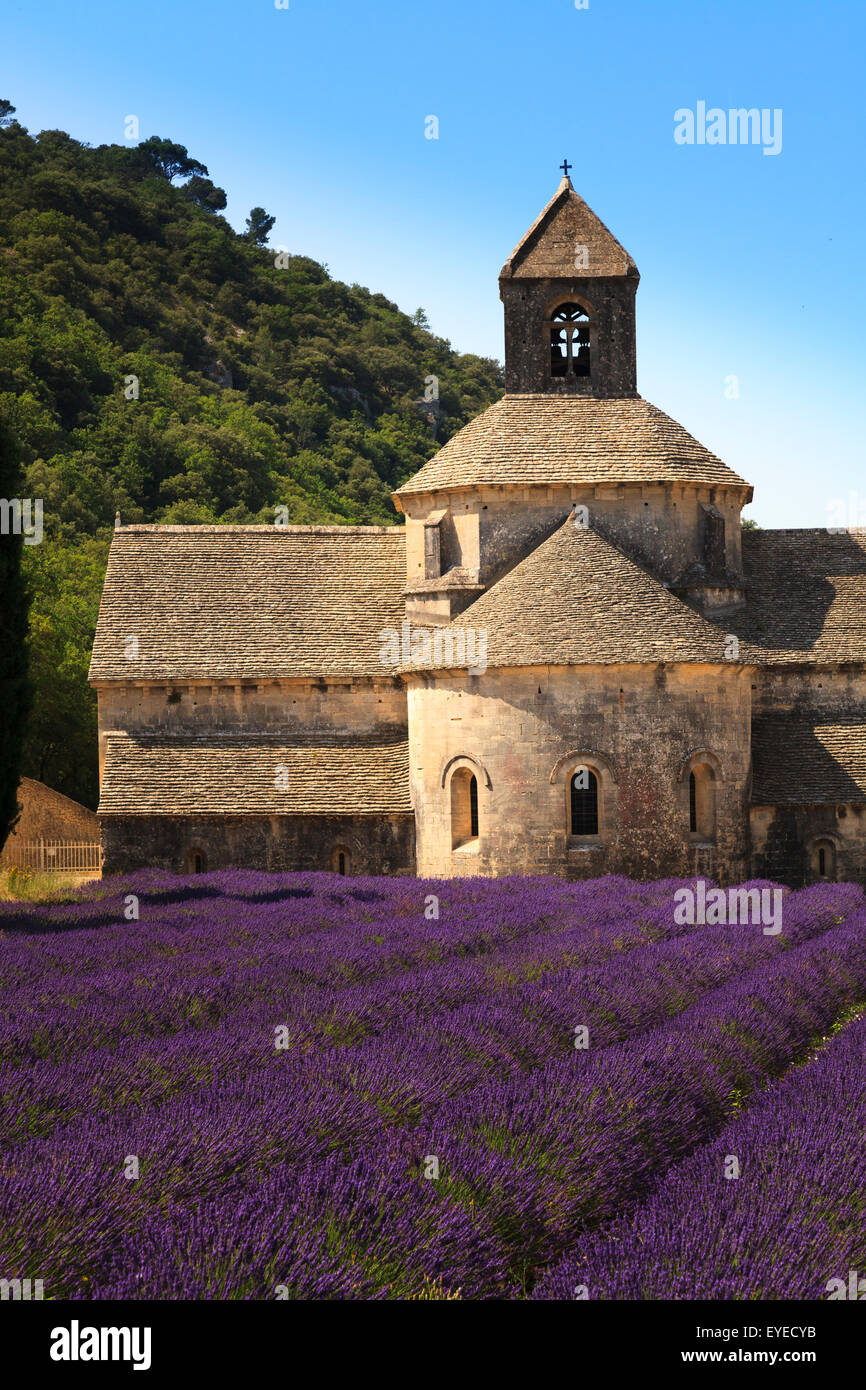 Notre-Dame de Senanque Abbey Provence Francia con lavanda en flor Foto de stock