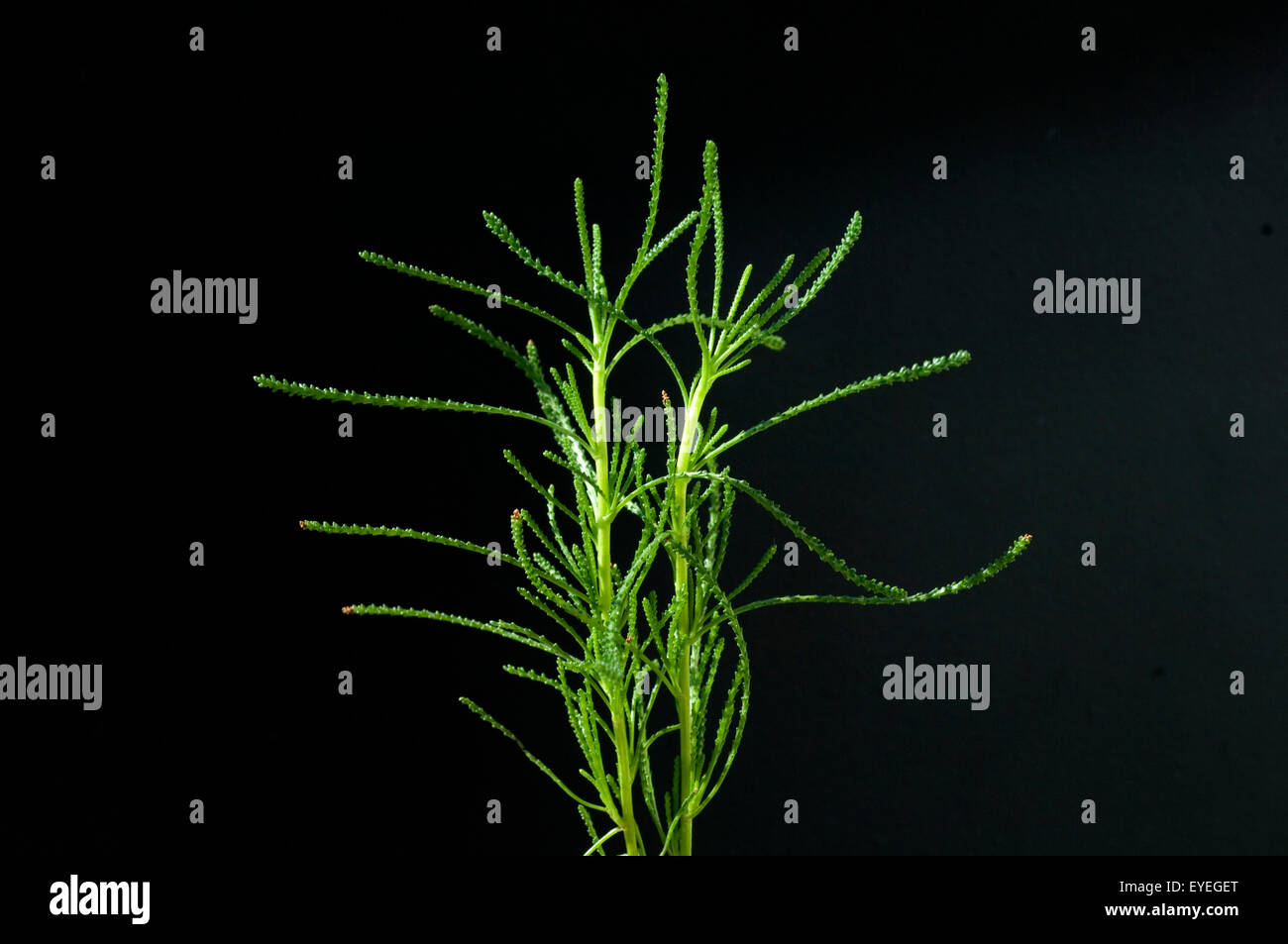 Olivenkraut, Santolina viridis, Heilpflanzen, - Foto de stock