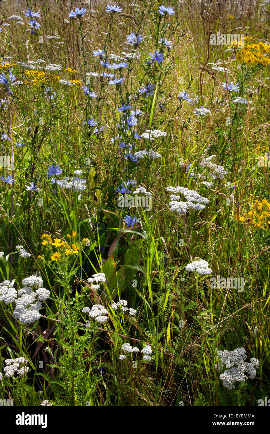 Flores silvestres Foto de stock