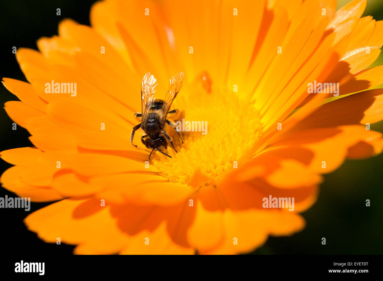 Ringelblume; Calendula officinalis; Wildbiene Foto de stock