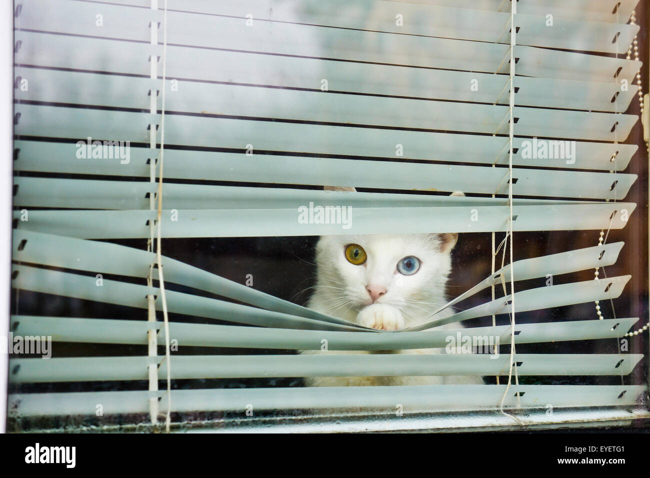 Gato Blanco con heterocromía, mirar desde detrás de una ventana sombra Foto de stock