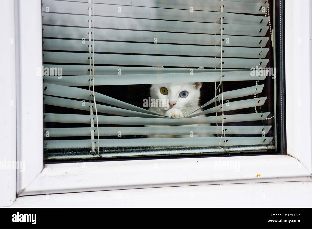 Gato Blanco con heterocromía, mirar desde detrás de una ventana sombra Foto de stock