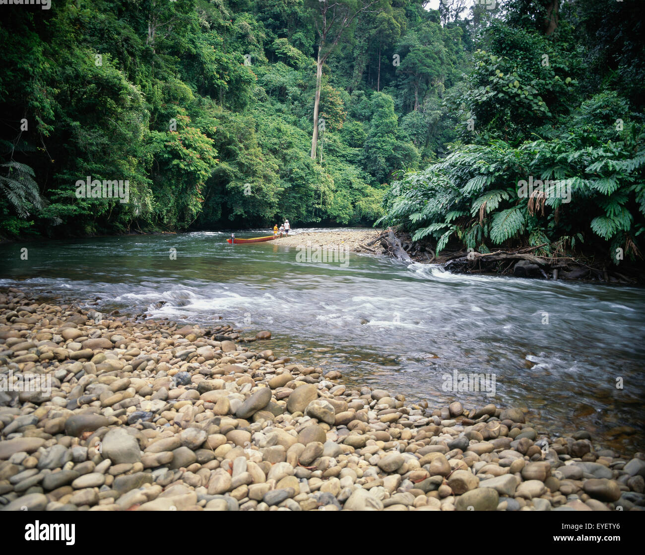 Río Sarawak, donde los turistas viajan en lo profundo de la selva en canoas motorizadas; Sarawak Foto de stock