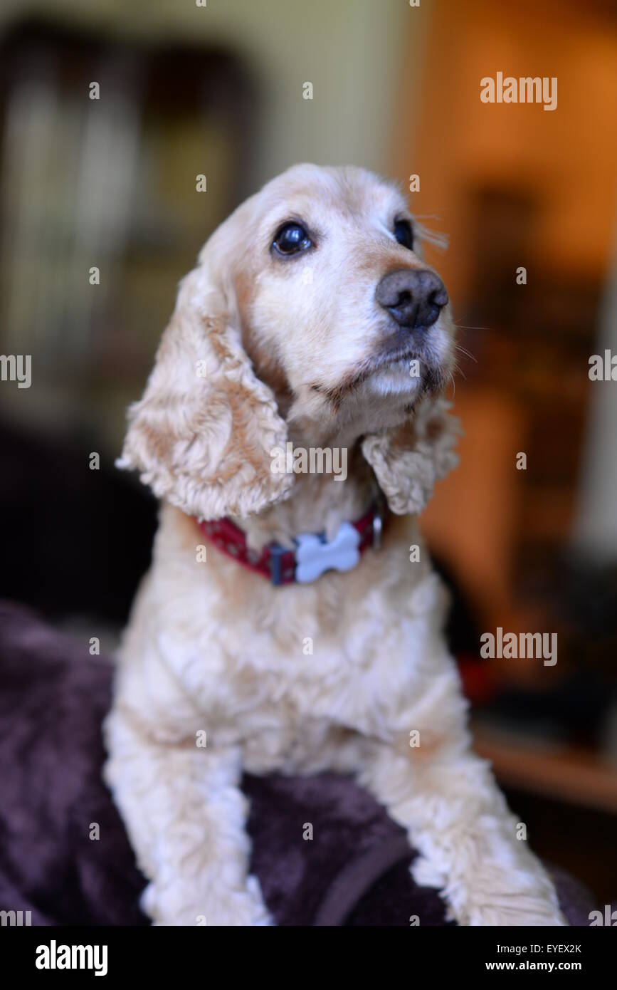 Perro de paseo diario fotografías e imágenes de alta resolución - Alamy