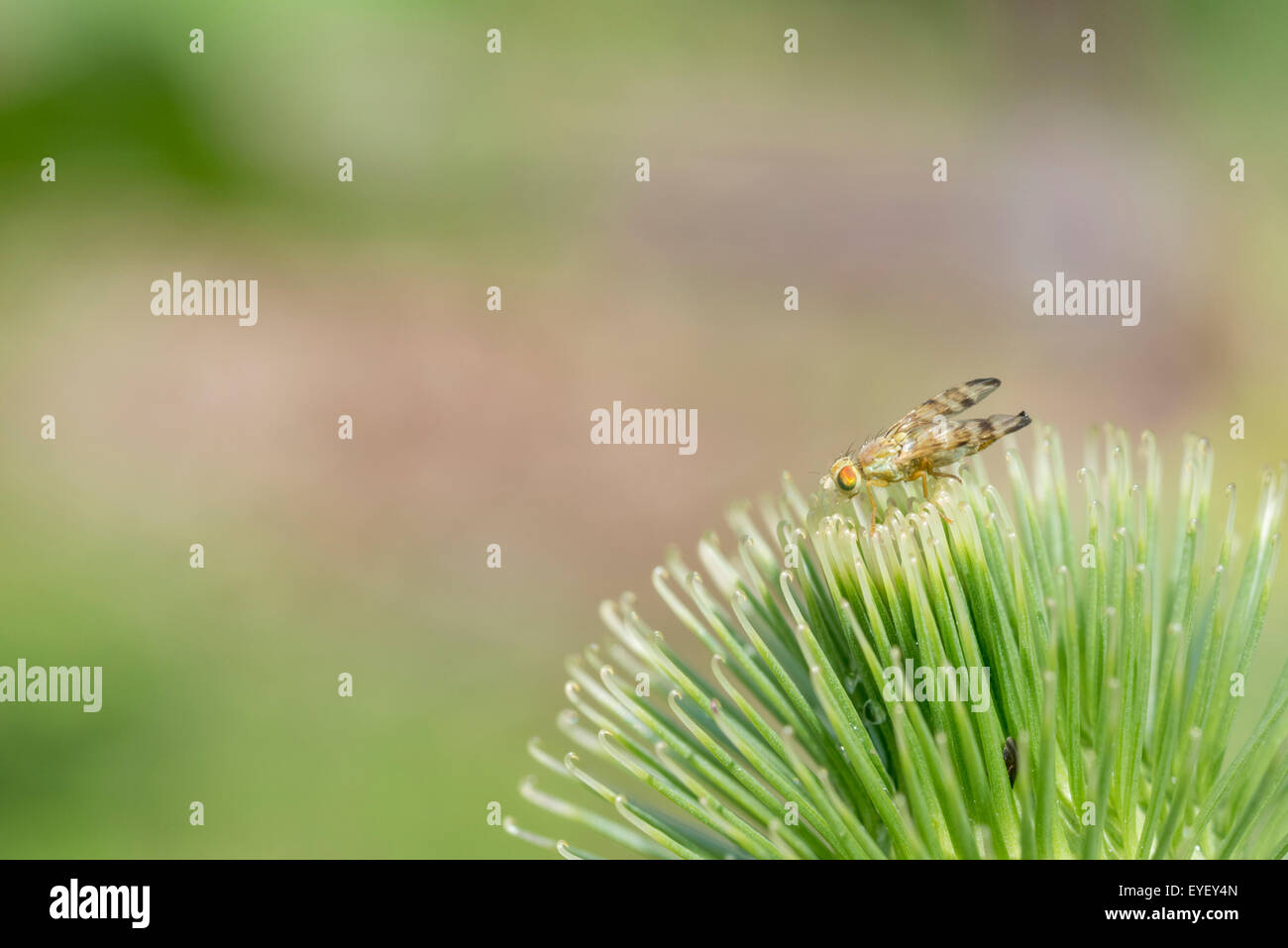 El descaro formando volar Terellia tussilaginis de bardana la planta huésped para su larva Foto de stock