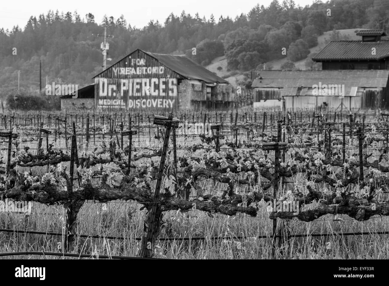 Los viñedos de California en blanco y negro Foto de stock