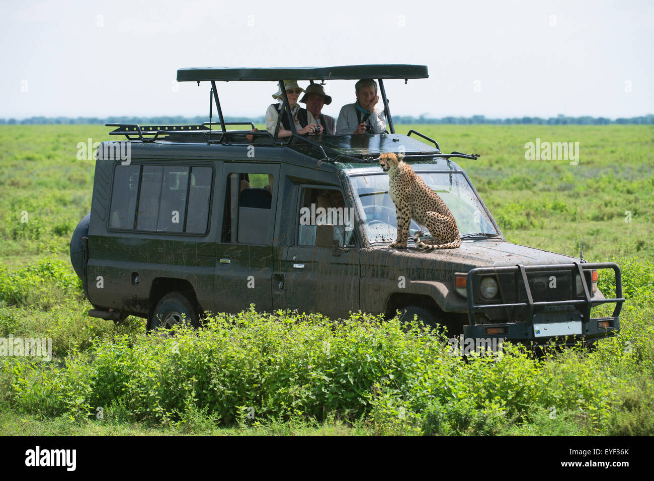África,Safari,Jeep,Tanzania,Cheetah Foto de stock