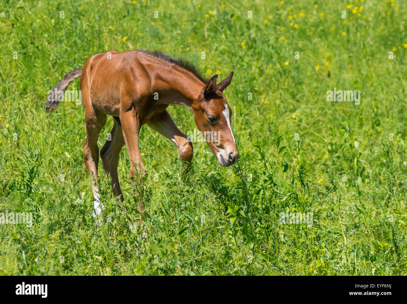 Primeros pasos del potro recién nacido en una pastura de verano Foto de stock