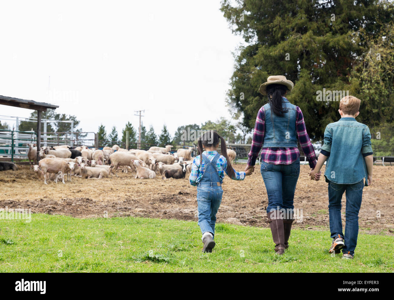 Madre con su hija (6-7) y su hijo (10-11) en la granja con ovejas Foto de stock