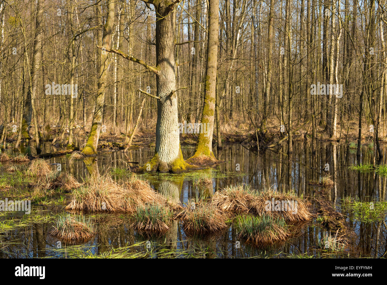 Bosque aluvial inglés con árboles de roble (Quercus robur) en primavera
