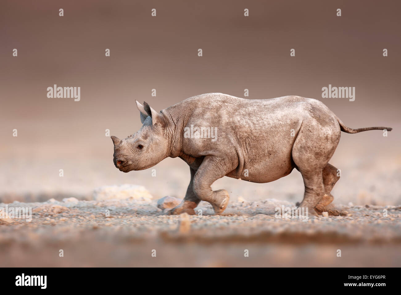 Bebé rinoceronte negro que se ejecuta a través de las llanuras del desierto salado de Etosha Foto de stock