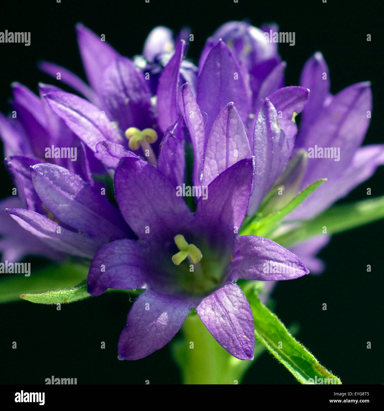 Knaeuel-Glockenblume, Campanula glomerata,, Foto de stock